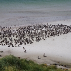 Magallenic penguins Gypsy Cove Falkland Islands
