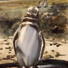 Painting of Magellanic penguin (with attitude)