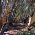 Gums-in-gully-at-Wilpena-Pound
