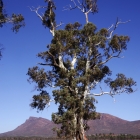 The-Cazneaux-Tree