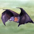 Pteropus WC poliocephalus