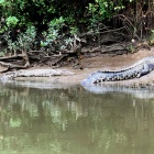 Crocodiles-on-the-bank-of-the-Daintree-River