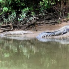 Crocodiles-on-the-bank-of-the-Daintree-River