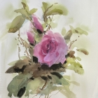 Rose-WC-unframed-15x20cm