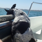 Seasick dog on way to Armona Island