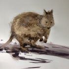 A-Quokka